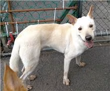 The dog, from the shelter's listing