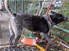 The dog, from the shelter's listing