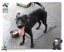The dog, from the shelter's listing