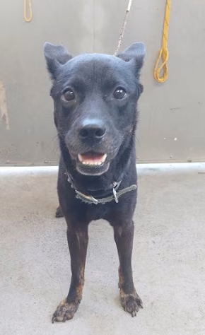 The dog, from the shelter's listing