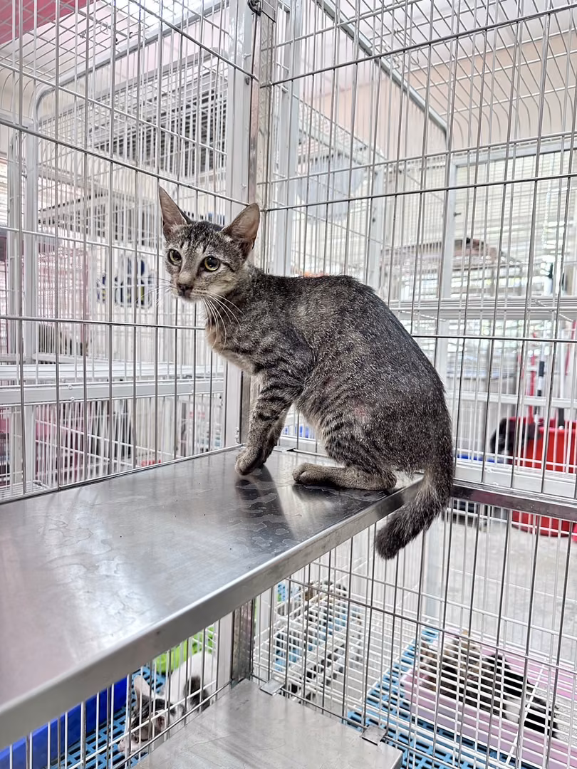 The cat, from the shelter's listing