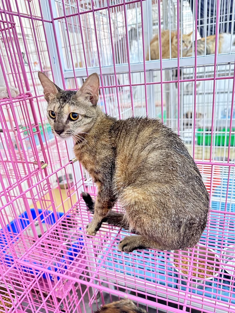 The cat, from the shelter's listing