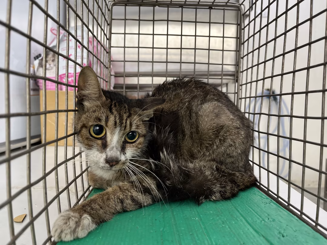 The cat, from the shelter's listing