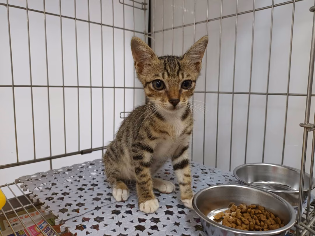 The cat, from the shelter's listing