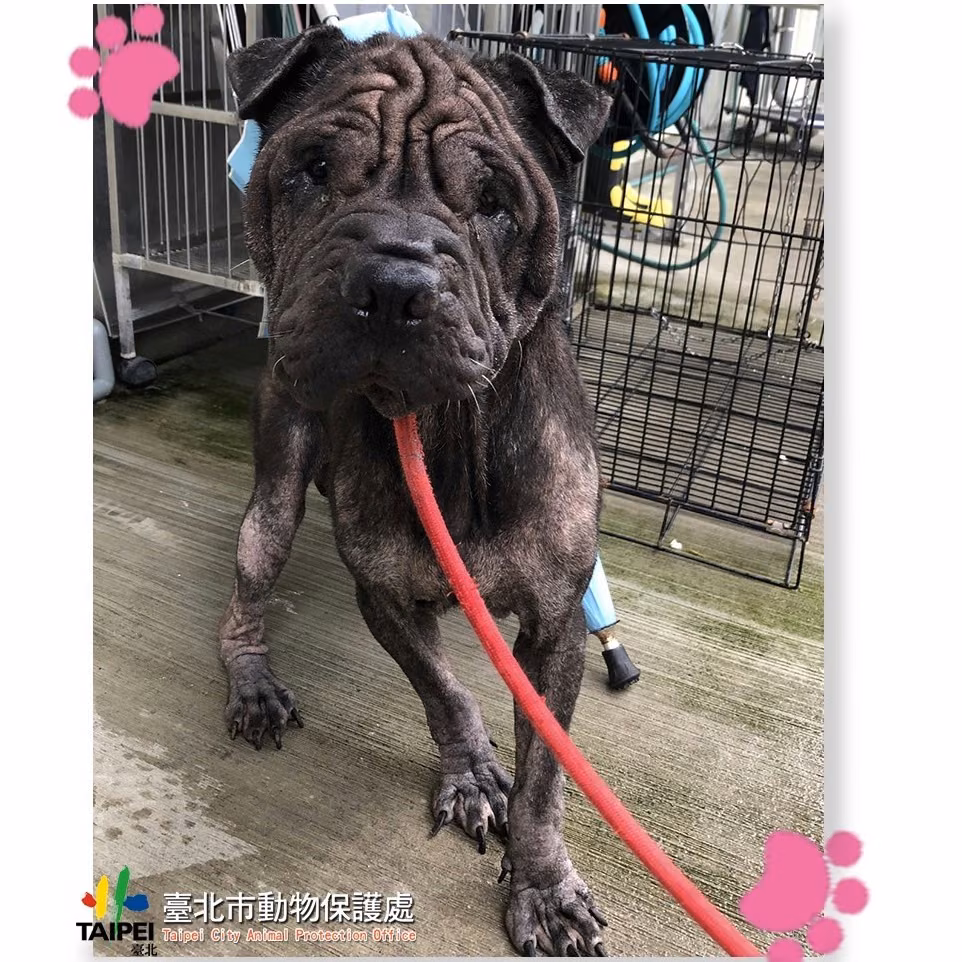 The dog, from the shelter's listing