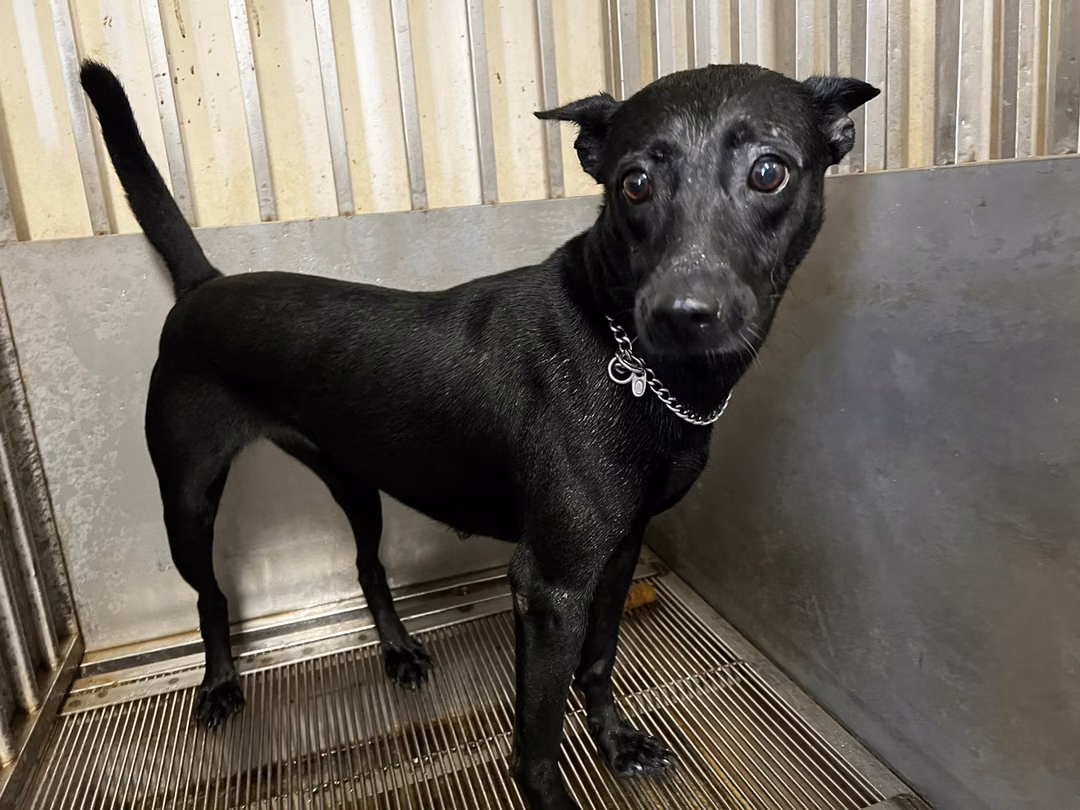 The dog, from the shelter's listing
