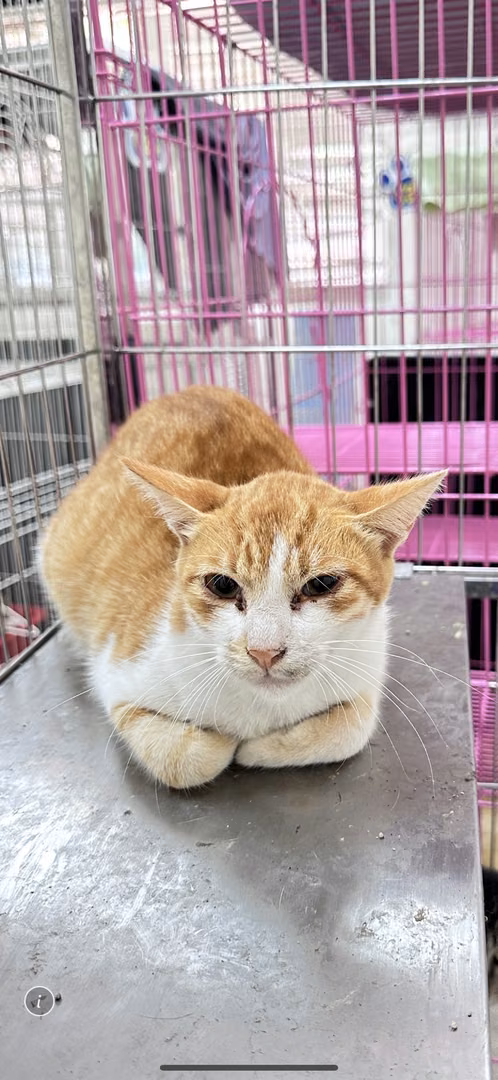 The cat, from the shelter's listing