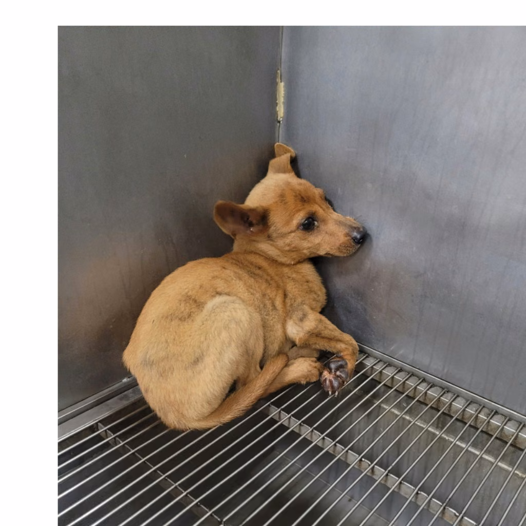 The dog, from the shelter's listing