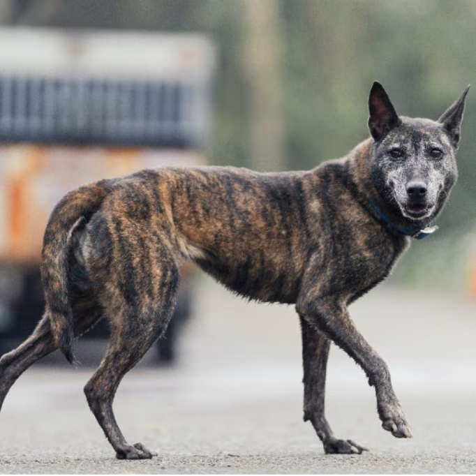 The dog, from the shelter's listing