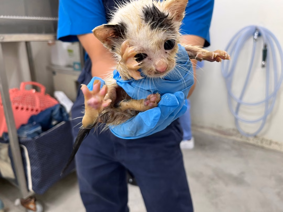 The cat, from the shelter's listing