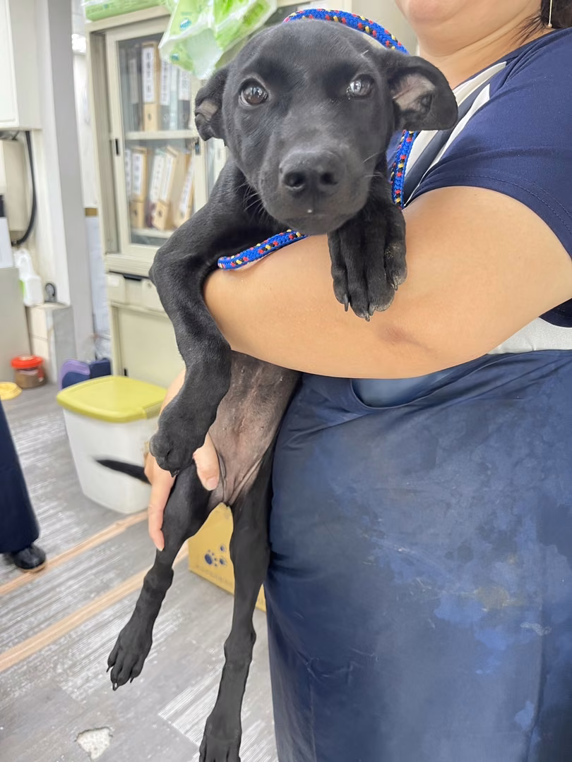 The dog, from the shelter's listing