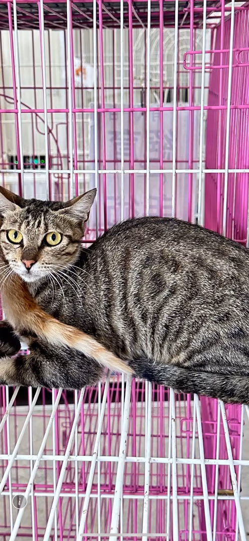 The cat, from the shelter's listing