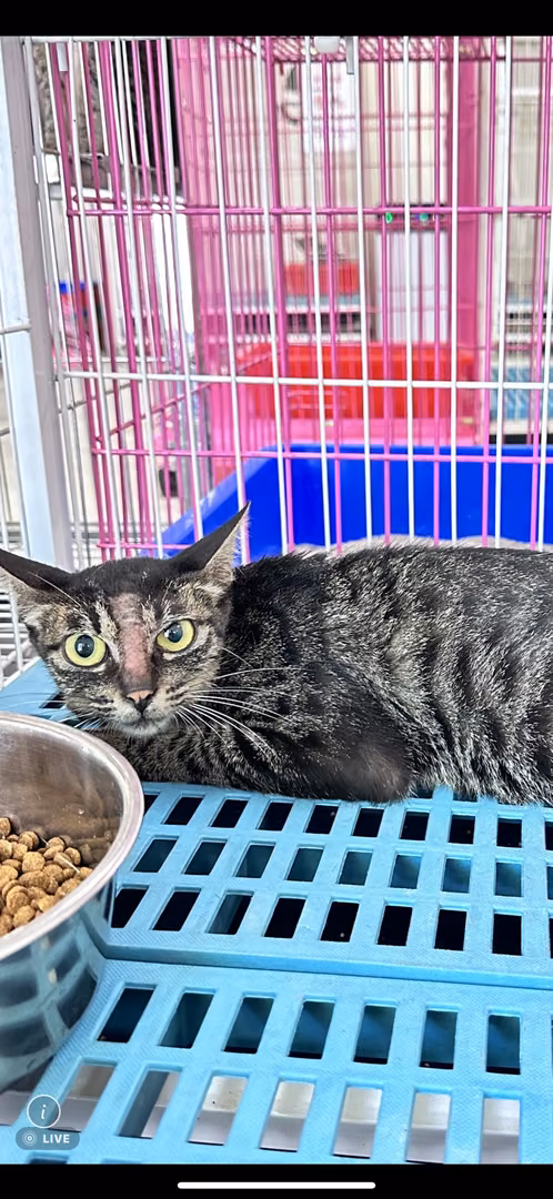 The cat, from the shelter's listing