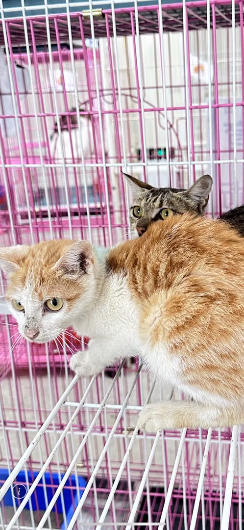 The cat, from the shelter's listing