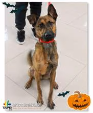 The dog, from the shelter's listing