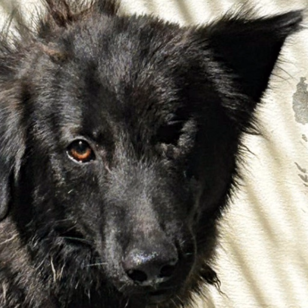 The dog, from the shelter's listing