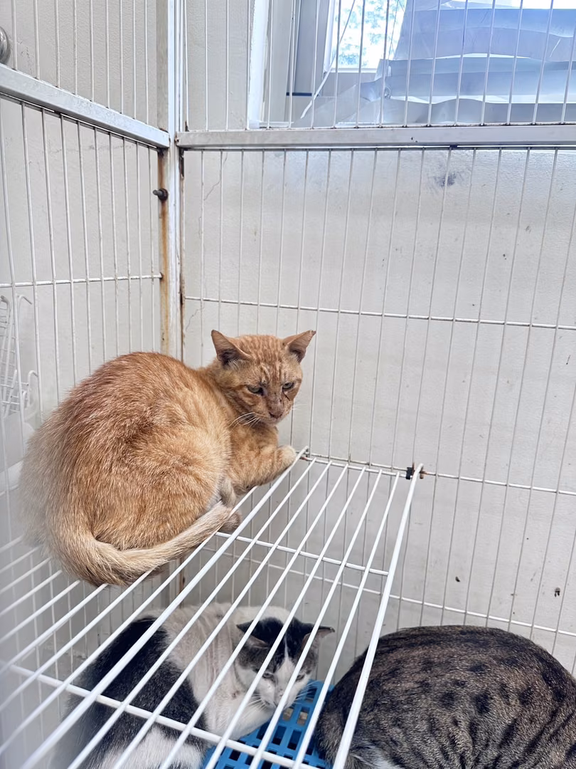 The cat, from the shelter's listing