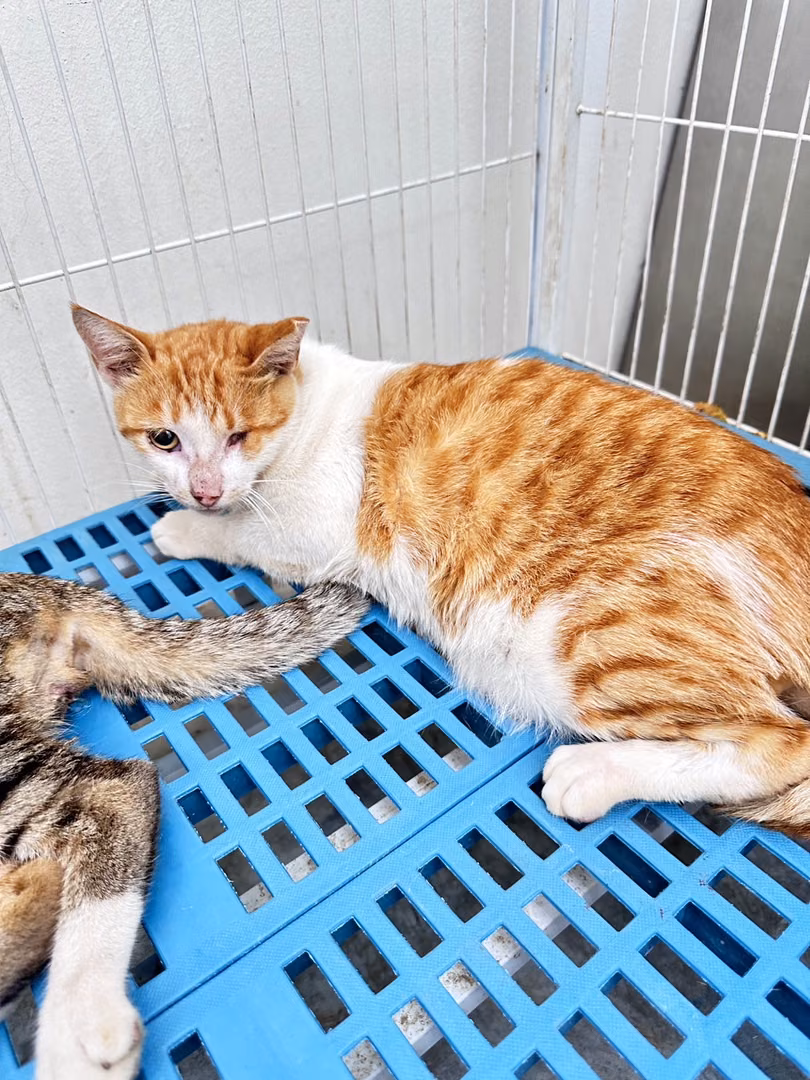 The cat, from the shelter's listing