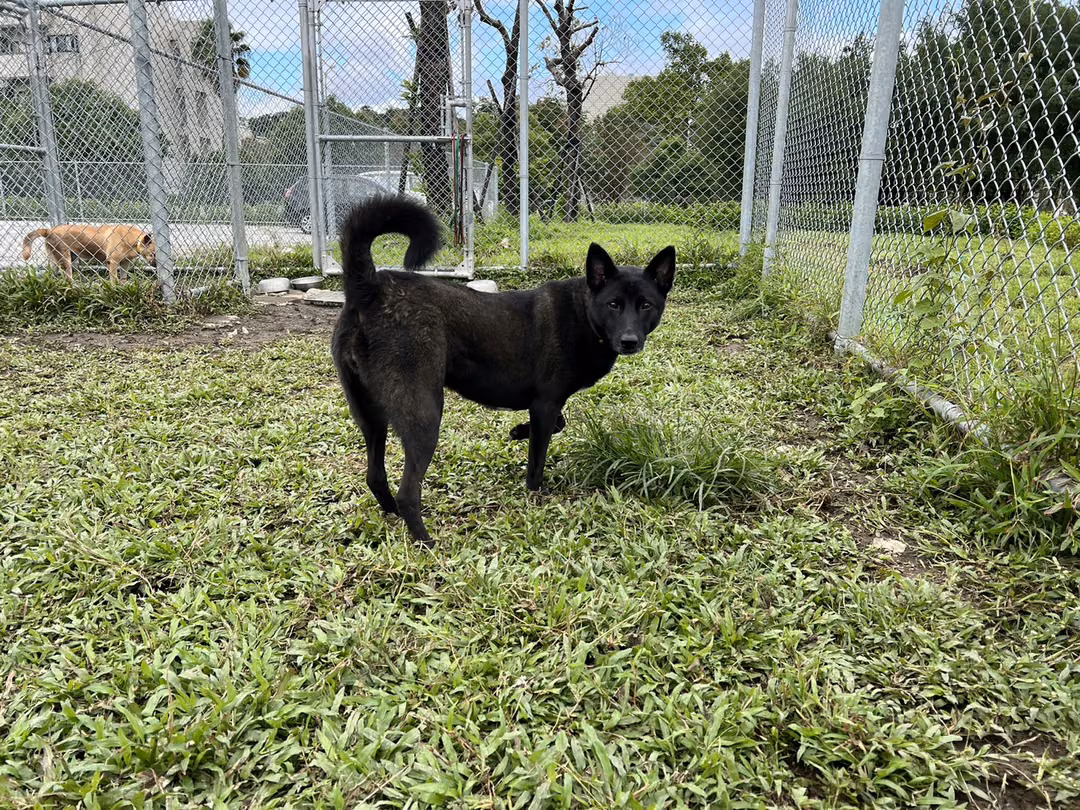 The dog, from the shelter's listing