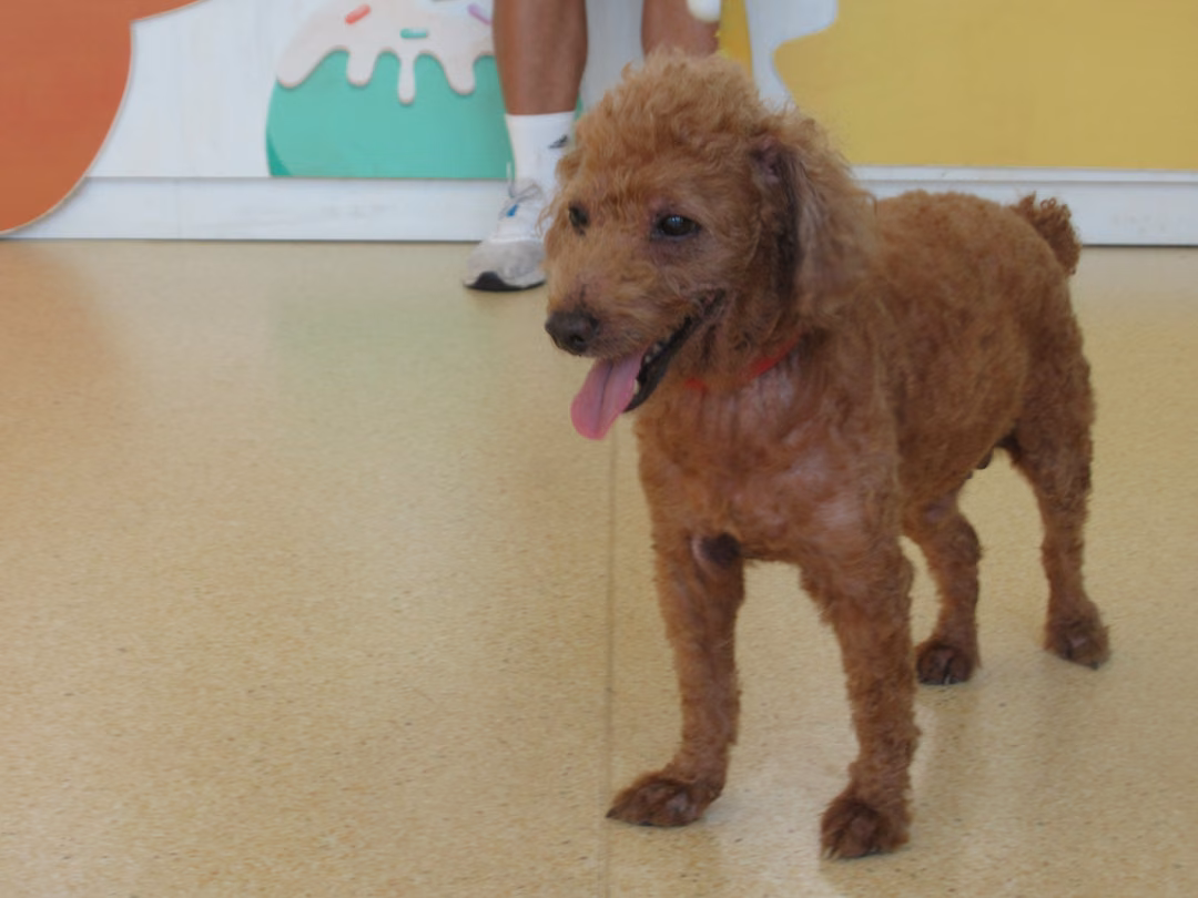 The dog, from the shelter's listing