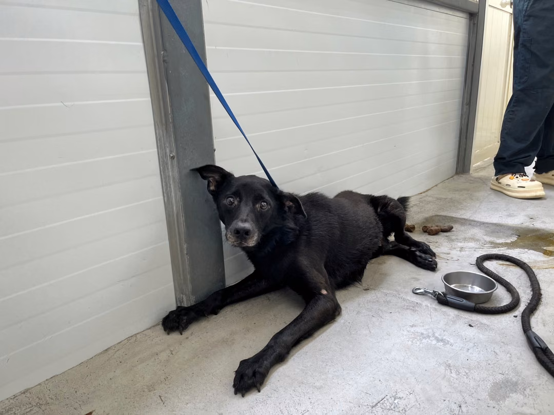 The dog, from the shelter's listing