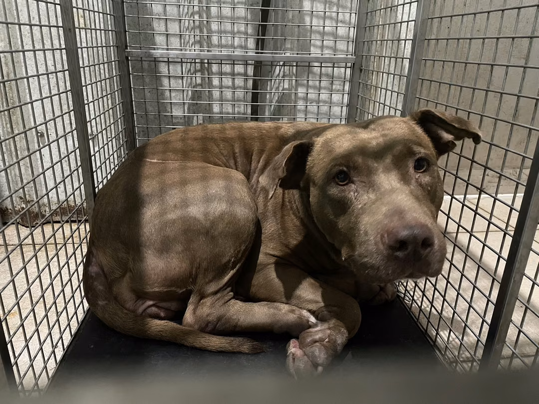 The dog, from the shelter's listing