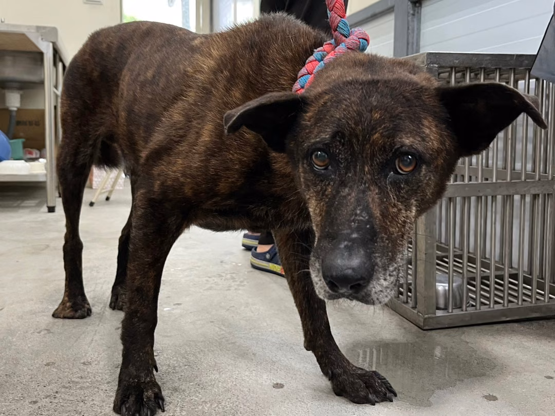The dog, from the shelter's listing