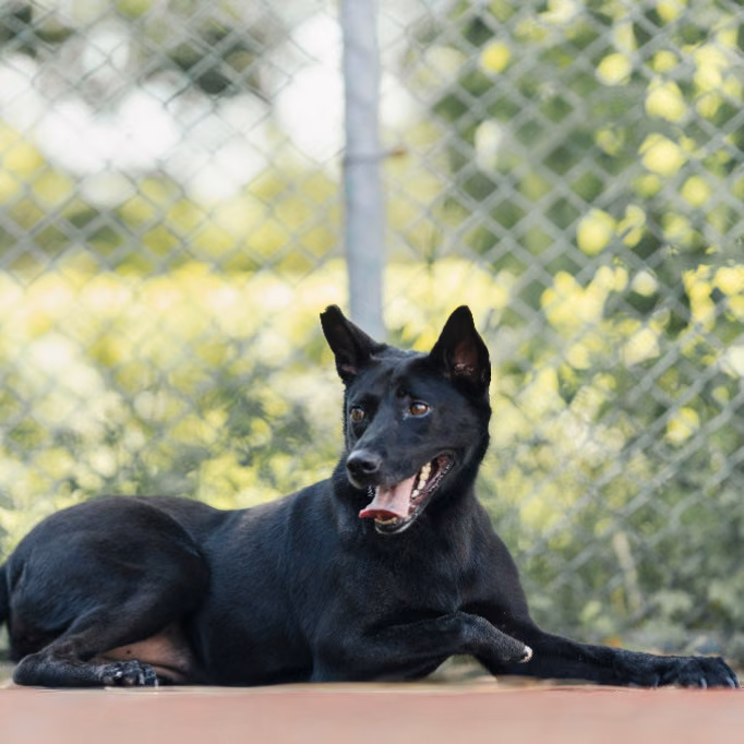 The dog, from the shelter's listing