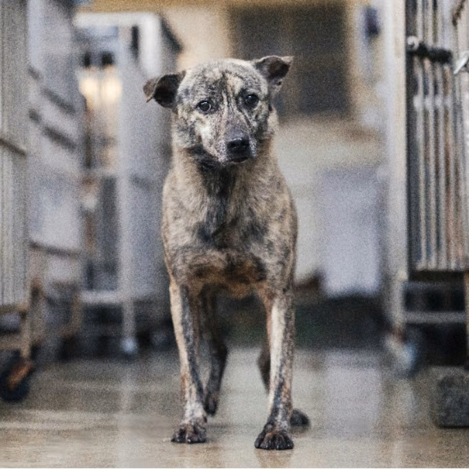 The dog, from the shelter's listing