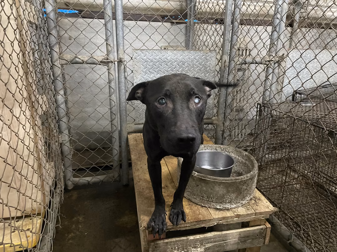 The dog, from the shelter's listing