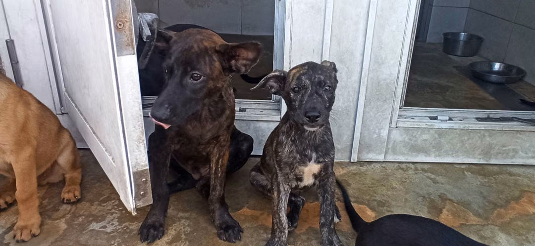 The dog, from the shelter's listing