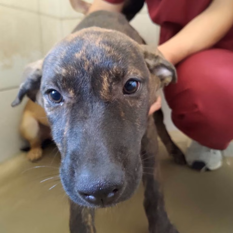 The dog, from the shelter's listing