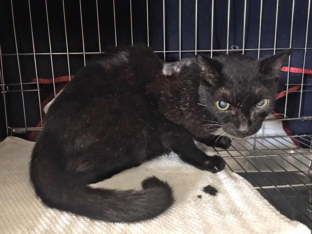 The cat, from the shelter's listing