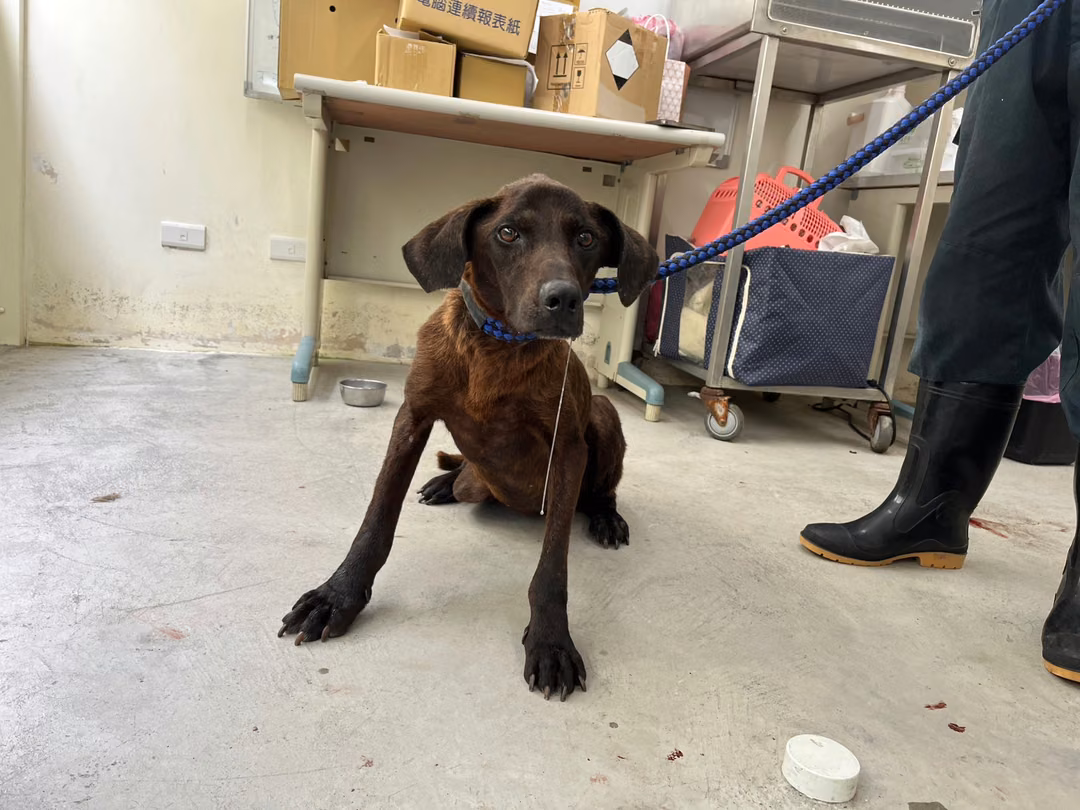 The dog, from the shelter's listing