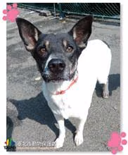 The dog, from the shelter's listing