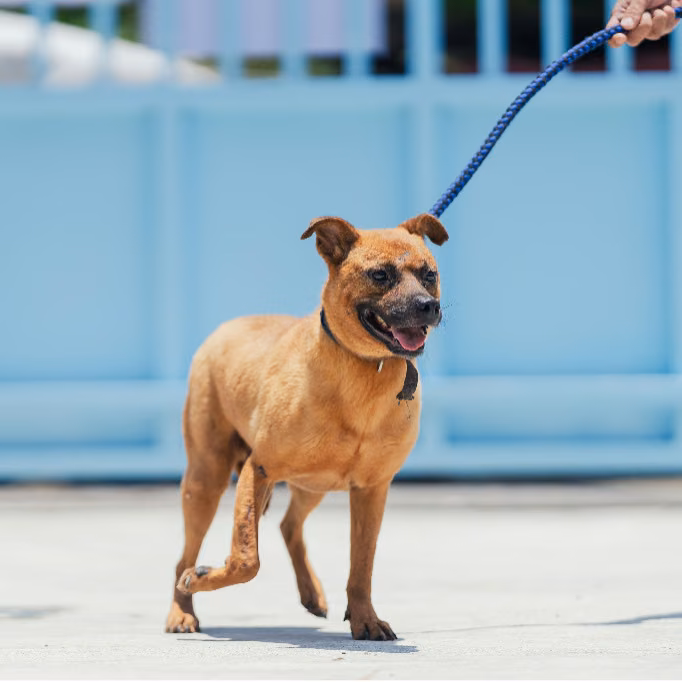 The dog, from the shelter's listing