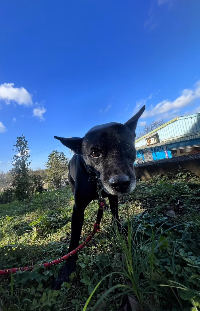 The dog, from the shelter's listing