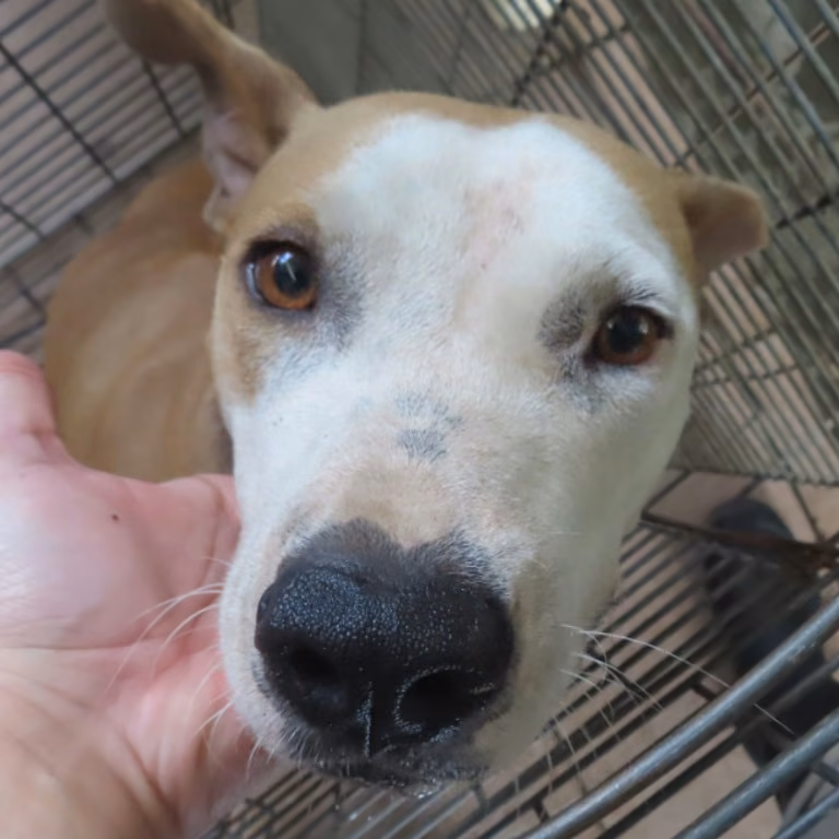 The dog, from the shelter's listing