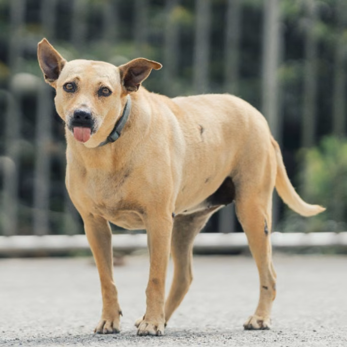 The dog, from the shelter's listing