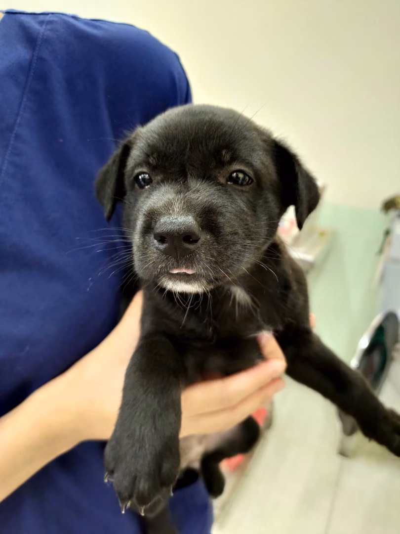 The dog, from the shelter's listing
