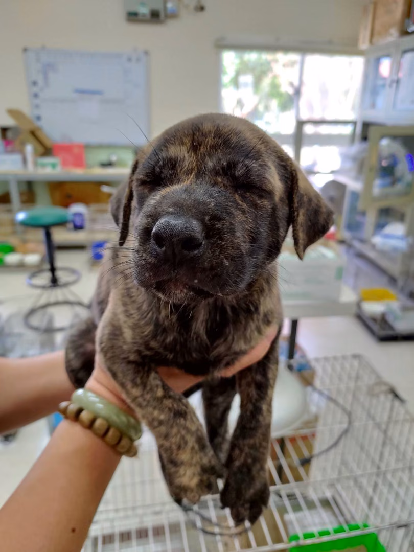 The dog, from the shelter's listing