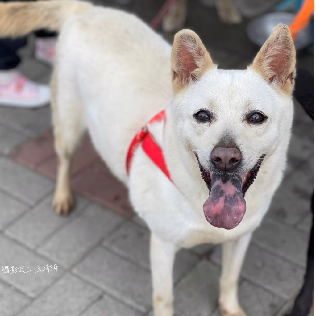 The dog, from the shelter's listing