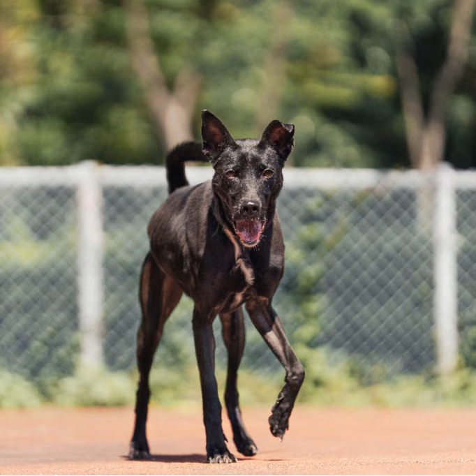 The dog, from the shelter's listing