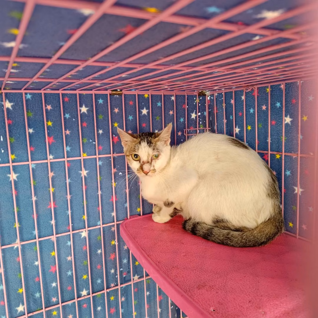 The cat, from the shelter's listing