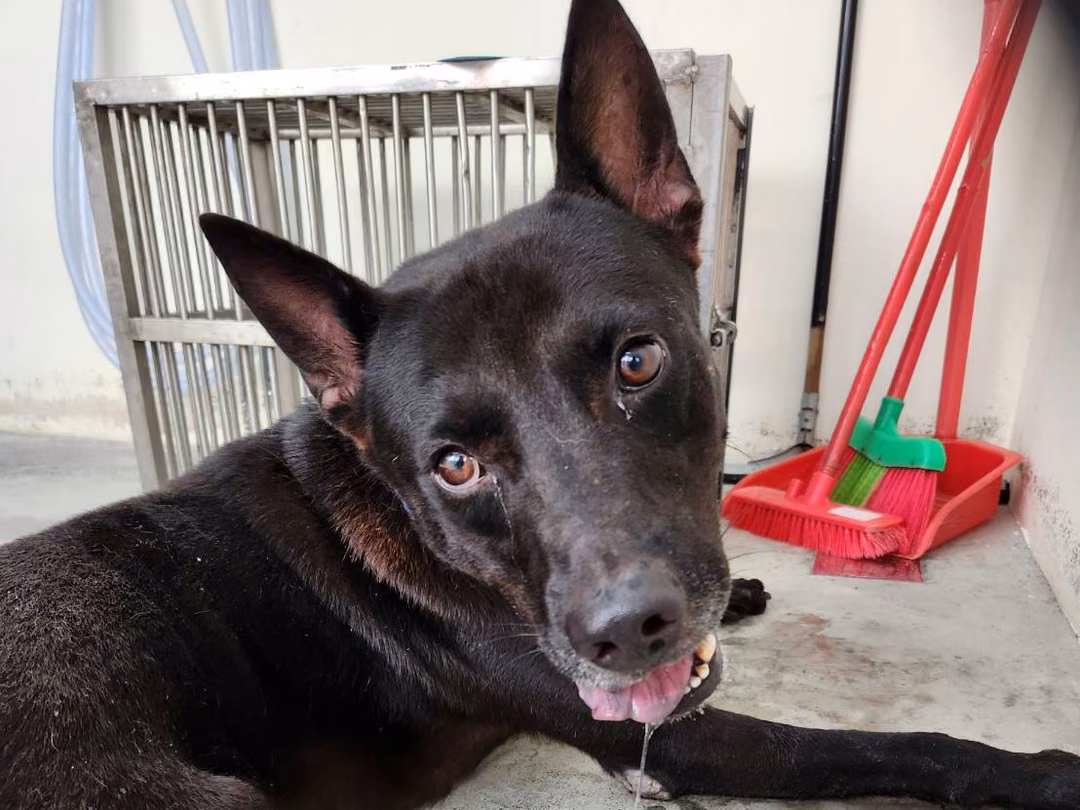 The dog, from the shelter's listing