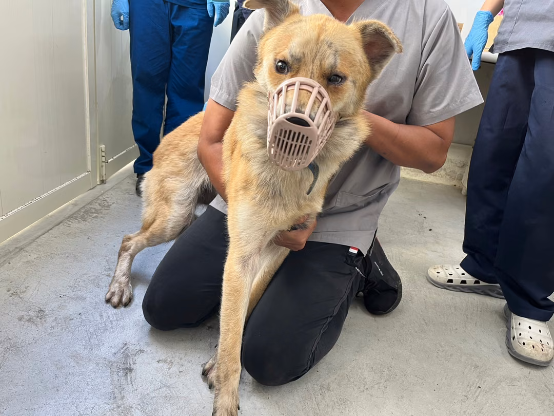 The dog, from the shelter's listing