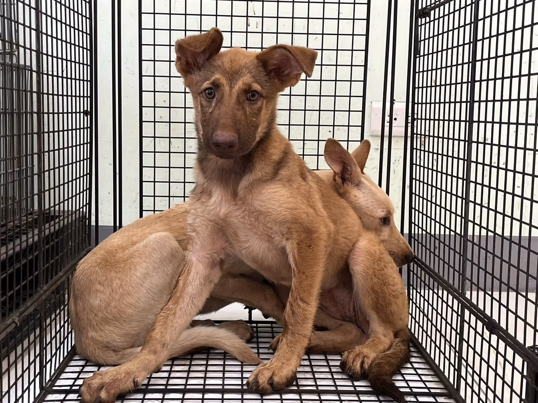 The dog, from the shelter's listing