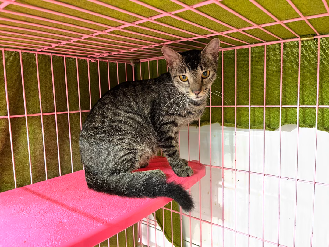 The cat, from the shelter's listing