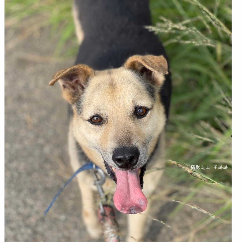 The dog, from the shelter's listing