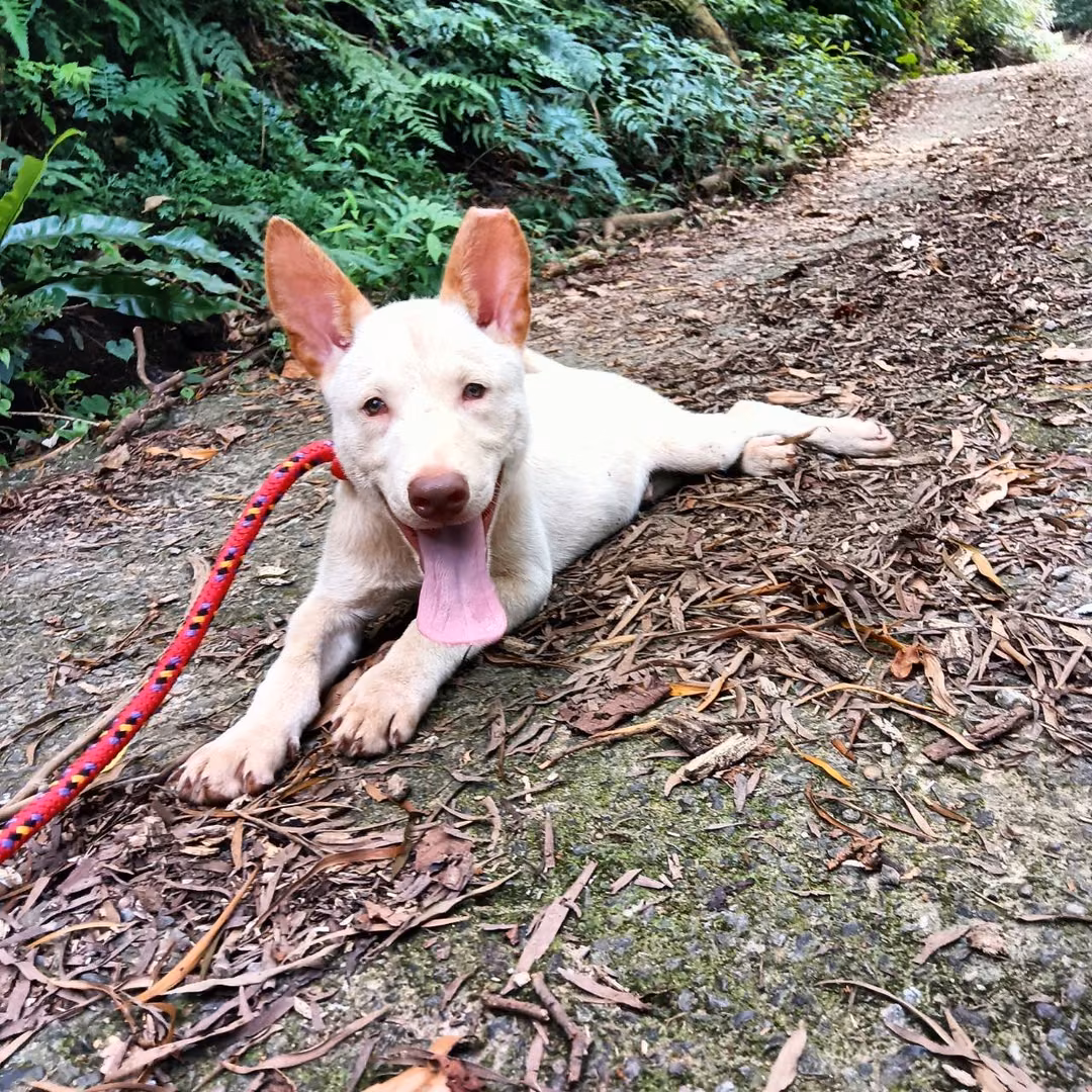 The dog, from the shelter's listing